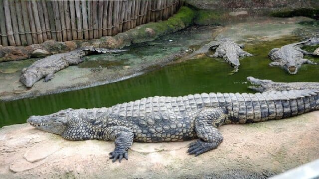 crocodile-breeding-centre