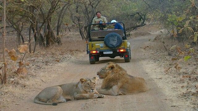 gir-lion-safari-blog